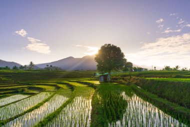 Beautiful morning view indonesia Panorama Landscape paddy fields with beauty color and sky natural light