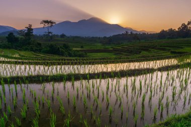 Beautiful morning view indonesia Panorama Landscape paddy fields with beauty color and sky natural light