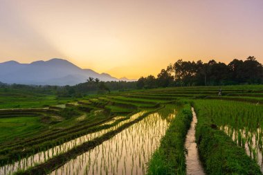 Beautiful morning view indonesia Panorama Landscape paddy fields with beauty color and sky natural light