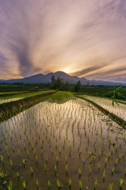 Beautiful morning view indonesia Panorama Landscape paddy fields with beauty color and sky natural light