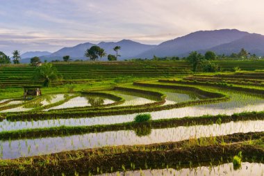 Beautiful morning view indonesia Panorama Landscape paddy fields with beauty color and sky natural light