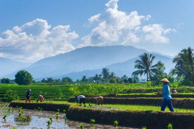 Beautiful morning view indonesia Panorama Landscape paddy fields with beauty color and sky natural light