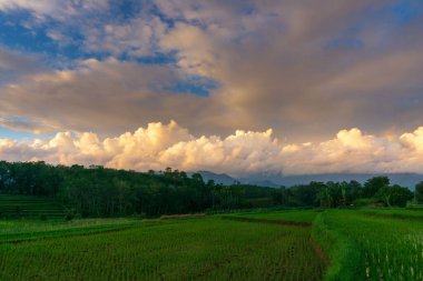 Beautiful morning view indonesia Panorama Landscape paddy fields with beauty color and sky natural light