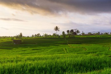 Beautiful morning view indonesia Panorama Landscape paddy fields with beauty color and sky natural light