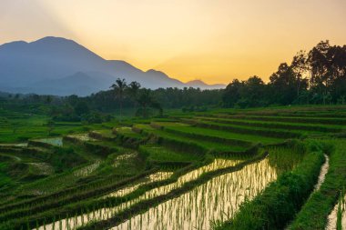 Beautiful morning view indonesia Panorama Landscape paddy fields with beauty color and sky natural light