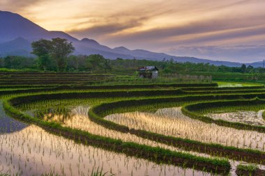 Beautiful morning view indonesia Panorama Landscape paddy fields with beauty color and sky natural light