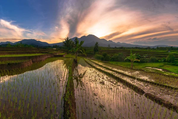 Beautiful morning view indonesia Panorama Landscape paddy fields with beauty color and sky natural light