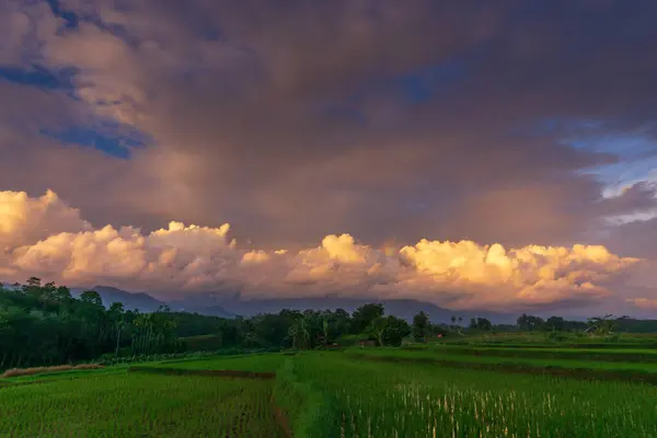 美丽的晨景全景全景水稻田美丽的色彩和天空的自然光 — 图库照片