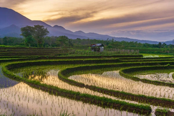 Beautiful morning view indonesia Panorama Landscape paddy fields with beauty color and sky natural light