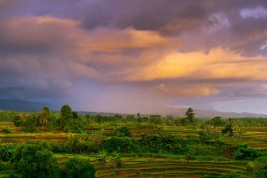 Beautiful morning view indonesia Panorama Landscape paddy fields with beauty color and sky natural light