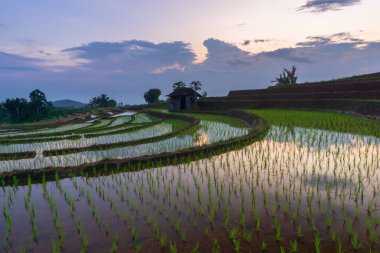 Beautiful morning view indonesia Panorama Landscape paddy fields with beauty color and sky natural light