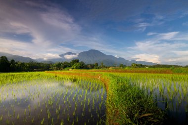 Beautiful morning view indonesia Panorama Landscape paddy fields with beauty color and sky natural light