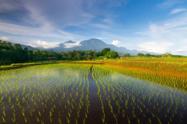 Beautiful morning view indonesia Panorama Landscape paddy fields with beauty color and sky natural light