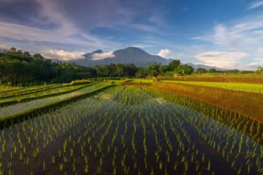 Beautiful morning view indonesia Panorama Landscape paddy fields with beauty color and sky natural light