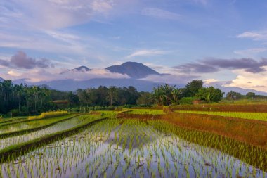 Beautiful morning view indonesia Panorama Landscape paddy fields with beauty color and sky natural light