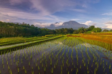 Beautiful morning view indonesia Panorama Landscape paddy fields with beauty color and sky natural light