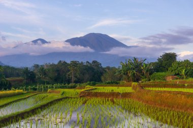 Beautiful morning view indonesia Panorama Landscape paddy fields with beauty color and sky natural light