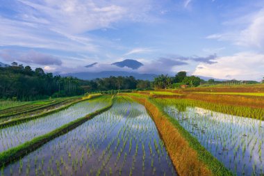 Beautiful morning view indonesia Panorama Landscape paddy fields with beauty color and sky natural light