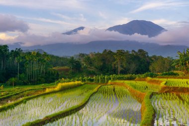 Beautiful morning view indonesia Panorama Landscape paddy fields with beauty color and sky natural light