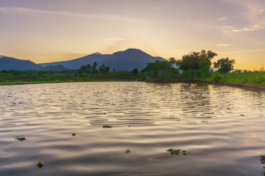 Beautiful morning view indonesia Panorama Landscape paddy fields with beauty color and sky natural light