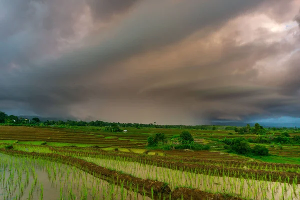 Beautiful morning view indonesia Panorama Landscape paddy fields with beauty color and sky natural light