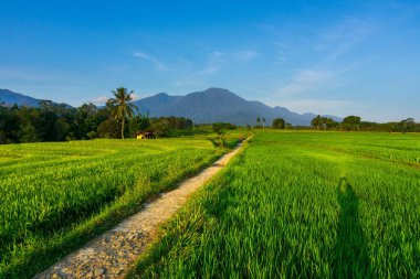 Beautiful morning view indonesia Panorama Landscape paddy fields with beauty color and sky natural light