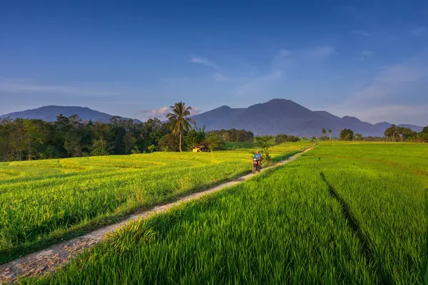 Beautiful morning view indonesia Panorama Landscape paddy fields with beauty color and sky natural light