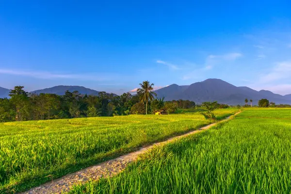 Красивый Вид Утром Indonesia Панорама Пейзаж Рисовые Поля Красотой Цвета — стоковое фото