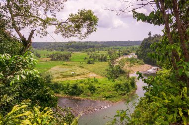 Endonezya 'nın güzel sabah manzarası. Güzellik rengi ve gökyüzü doğal ışıklarıyla Panorama manzara çeltik tarlaları