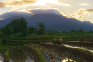 Beautiful morning view indonesia Panorama Landscape paddy fields with beauty color and sky natural light