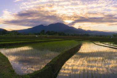 Beautiful morning view indonesia Panorama Landscape paddy fields with beauty color and sky natural light