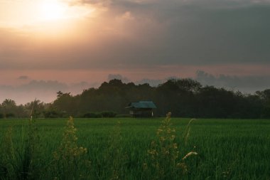 Beautiful morning view indonesia Panorama Landscape paddy fields with beauty color and sky natural light