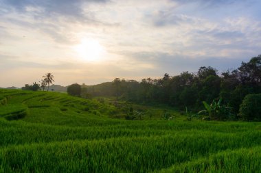 Beautiful morning view indonesia Panorama Landscape paddy fields with beauty color and sky natural light