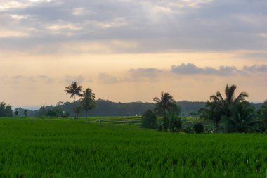 Beautiful morning view indonesia Panorama Landscape paddy fields with beauty color and sky natural light