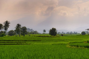 Beautiful morning view indonesia Panorama Landscape paddy fields with beauty color and sky natural light