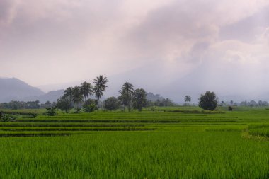 Beautiful morning view indonesia Panorama Landscape paddy fields with beauty color and sky natural light