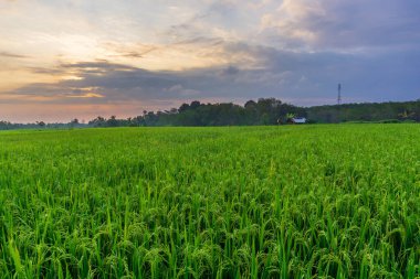 Beautiful morning view indonesia Panorama Landscape paddy fields with beauty color and sky natural light