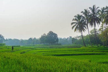 Beautiful morning view indonesia Panorama Landscape paddy fields with beauty color and sky natural light