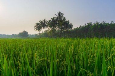 Beautiful morning view indonesia Panorama Landscape paddy fields with beauty color and sky natural light