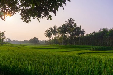 Beautiful morning view indonesia Panorama Landscape paddy fields with beauty color and sky natural light