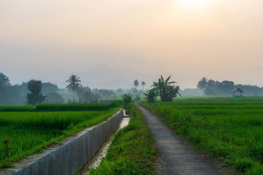 Beautiful morning view indonesia Panorama Landscape paddy fields with beauty color and sky natural light