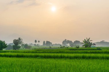 Beautiful morning view indonesia Panorama Landscape paddy fields with beauty color and sky natural light