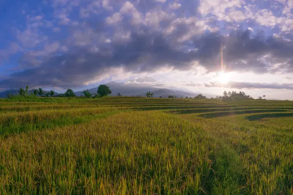 Beautiful morning view indonesia Panorama Landscape paddy fields with beauty color and sky natural light