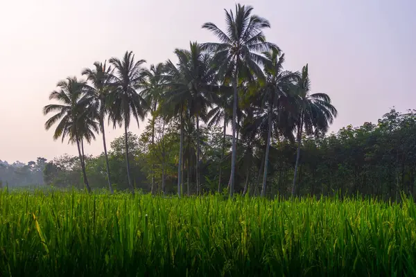 Beautiful morning view indonesia Panorama Landscape paddy fields with beauty color and sky natural light