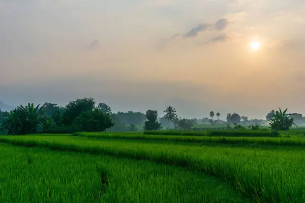 美丽的晨景全景全景水稻田美丽的色彩和天空的自然光 免版税图库图片