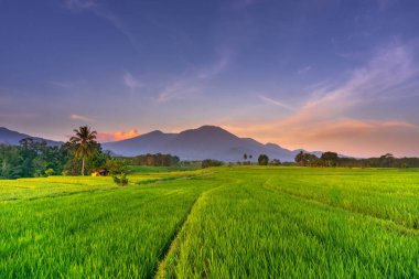 Beautiful morning view indonesia Panorama Landscape paddy fields with beauty color and sky natural light