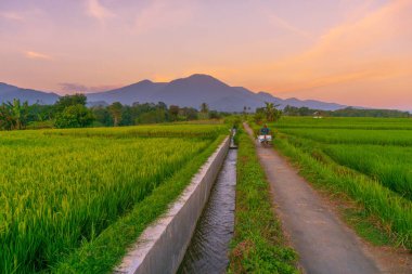 Beautiful morning view indonesia Panorama Landscape paddy fields with beauty color and sky natural light