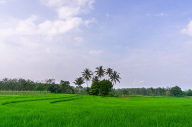 Beautiful morning view indonesia Panorama Landscape paddy fields with beauty color and sky natural light