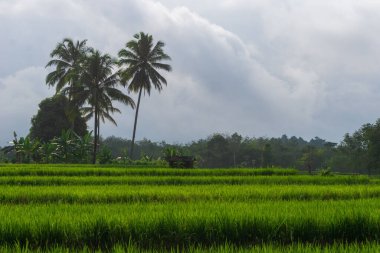 Beautiful morning view indonesia Panorama Landscape paddy fields with beauty color and sky natural light