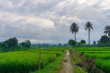 Beautiful morning view indonesia Panorama Landscape paddy fields with beauty color and sky natural light